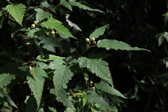 Rubus trianthus