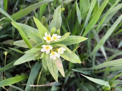 Buglossoides czernjajevii