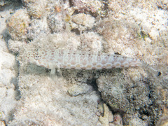 Parapercis millepunctata