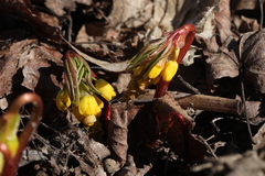 Gymnospermium altaicum