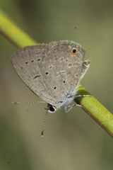 Eicochrysops messapus