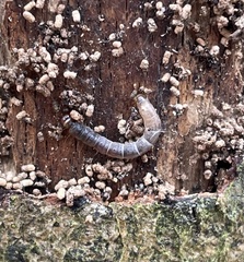 Denticollis linearis