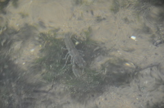 Cambaridae