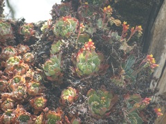 Echeveria secunda