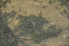 Cambaridae