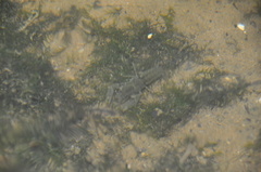 Cambaridae
