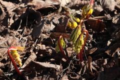 Gymnospermium altaicum