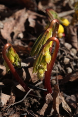 Gymnospermium altaicum