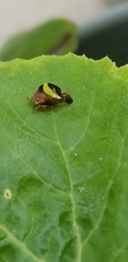 Smilia camelus
