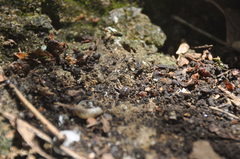 Armadillidium vulgare