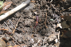 Lumbricus terrestris