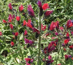 Echium creticum creticum