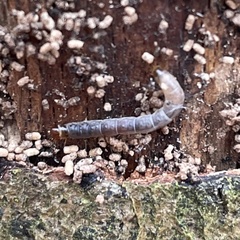 Denticollis linearis