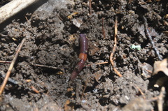 Lumbricus terrestris