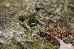Armadillidium vulgare