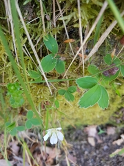 Potentilla montana