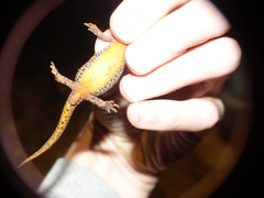 Ichthyosaura alpestris