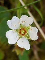 Potentilla montana