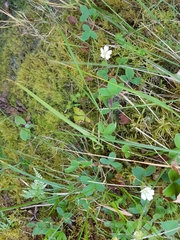 Potentilla montana