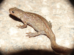 Ichthyosaura alpestris