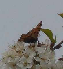 Nymphalis polychloros