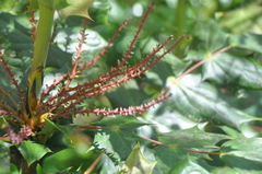 Berberis bealei