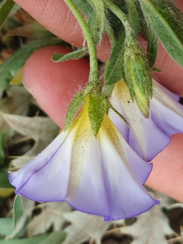 Convolvulus tricolor image