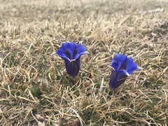 Gentiana acaulis