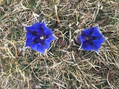 Gentiana acaulis