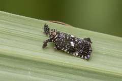 Elasmoscelis perforata