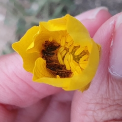 Ranunculus paludosus