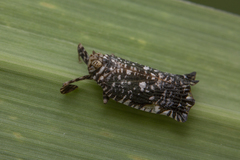 Elasmoscelis perforata