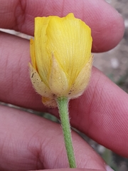 Ranunculus paludosus