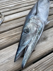 Acanthocybium solandri