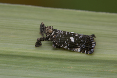 Elasmoscelis perforata