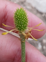 Ranunculus paludosus