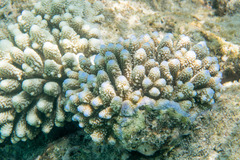 Acropora gemmifera