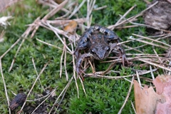 Rana arvalis