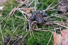 Rana arvalis