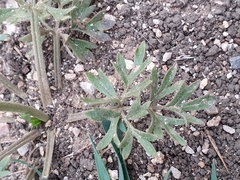 Ranunculus paludosus