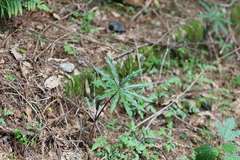 Arisaema consanguineum