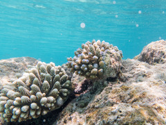 Acropora gemmifera
