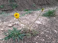 Ranunculus paludosus