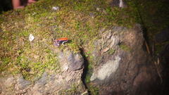 Mantella ebenaui
