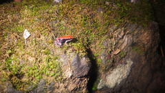 Mantella ebenaui