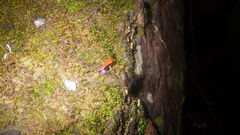 Mantella ebenaui