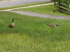 Branta canadensis