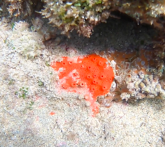 Dragmacidon lunaecharta