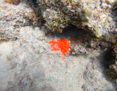 Dragmacidon lunaecharta