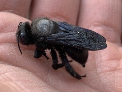 Xylocopa violacea